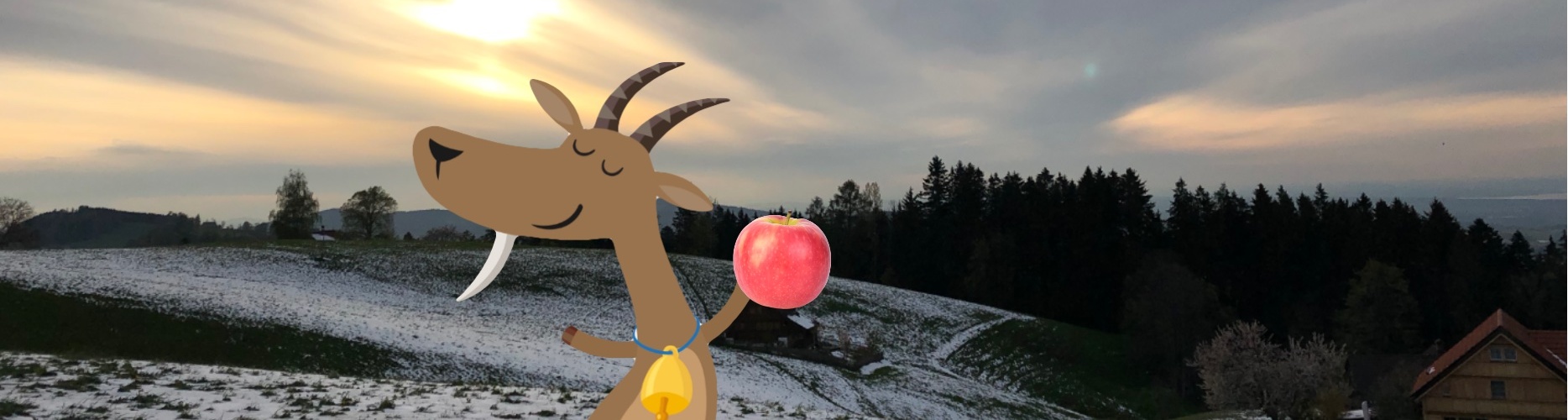 Joyful morning of a goat and an apple